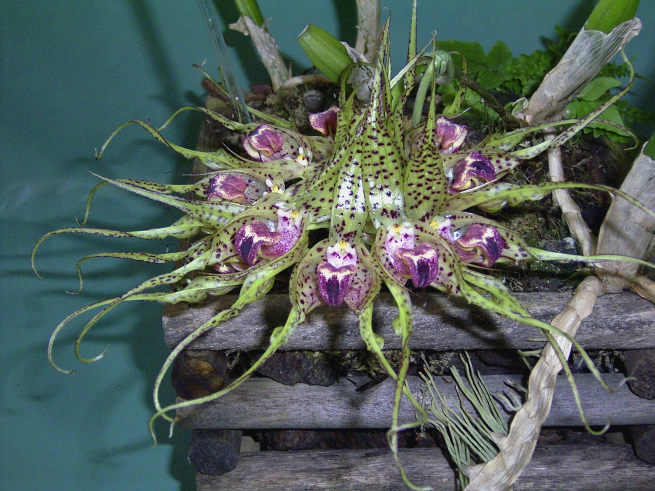 HOA PHONG LAN VIỆTVIETNAM ORCHIDS Bulbophyllum